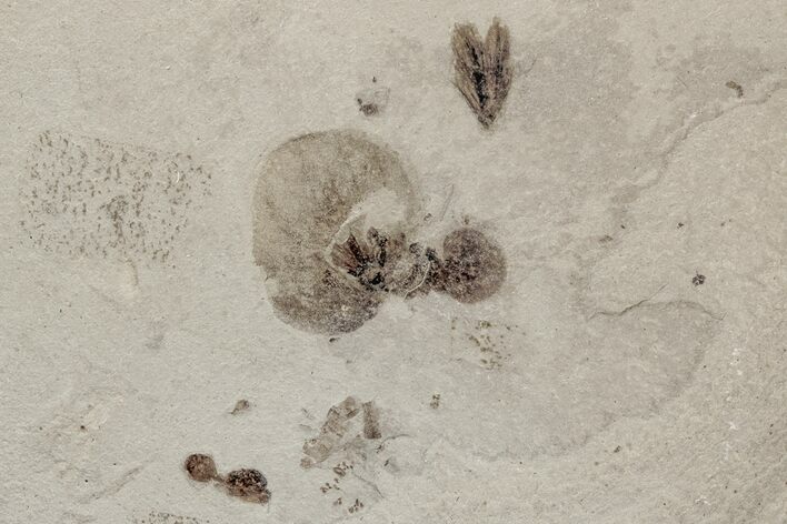 Fossil Seed, Beetle, Ant, and Feather Plate - Utah #213390